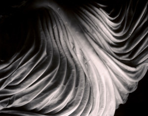 Edward Weston - Cabbage Leaf (1931)